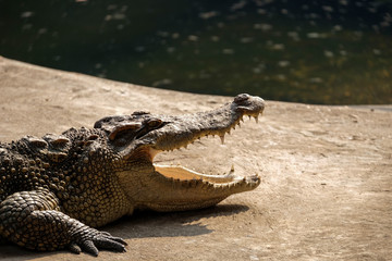 The head of a crocodile is sleeping with its mouth open with copy space background