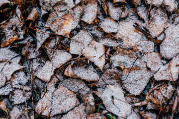 Fallen dry leaves and hoarfrost. Winter background	