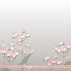 Fototapeta na wymiar Hypericum pink. Floral berries. Botanical illustration. Plants for bouquets. Branch with berries.