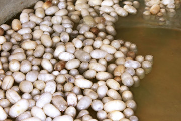Cocoons of silkworm in a water bath. They will be ready to unwind a silk thread. Silk is a natural protein fiber consisting mainly of fibroin