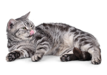Cat  isolated on white background