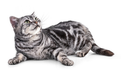 Cat  isolated on white background