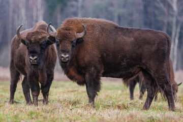 Bisons on a meadow in the Bialowieza National Park.