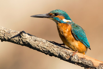 Common Kingfisher (Alcedo atthis) european kingfisher bird in natural habitat, close up photo with blurry background