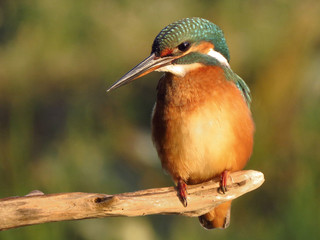Common Kingfisher (Alcedo atthis) european kingfisher bird in natural habitat, close up photo with blurry background