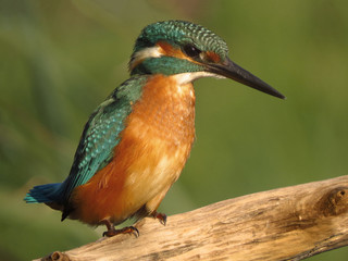 Common Kingfisher (Alcedo atthis) european kingfisher bird in natural habitat, close up photo with blurry background