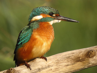Common Kingfisher (Alcedo atthis) european kingfisher bird in natural habitat, close up photo with blurry background