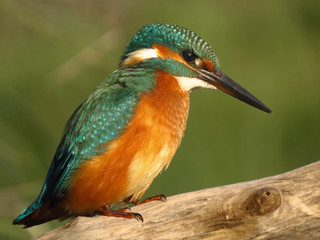 Common Kingfisher (Alcedo atthis) european kingfisher bird in natural habitat, close up photo with blurry background