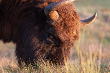 Bisons on a meadow in the Bialowieza National Park.