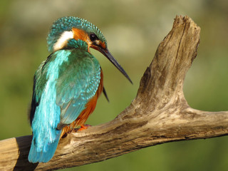 Common Kingfisher (Alcedo atthis) european kingfisher bird in natural habitat, close up photo with blurry background