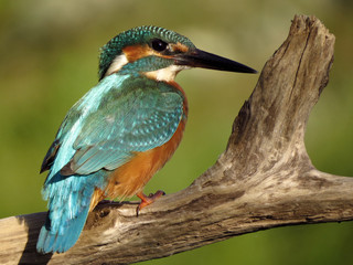 Common Kingfisher (Alcedo atthis) european kingfisher bird in natural habitat, close up photo with blurry background