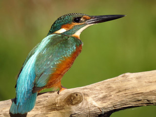 Common Kingfisher (Alcedo atthis) european kingfisher bird in natural habitat, close up photo with blurry background