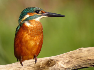 Common Kingfisher (Alcedo atthis) european kingfisher bird in natural habitat, close up photo with blurry background