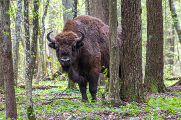 Bison in the forest in the Bialowieza National Park.