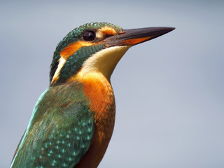 Common Kingfisher (Alcedo atthis) european kingfisher bird in natural habitat, close up photo with blurry background