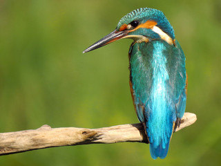 Common Kingfisher (Alcedo atthis) european kingfisher bird in natural habitat, close up photo with blurry background