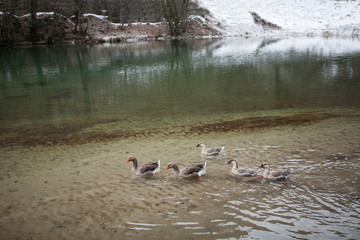 A group of geese in the winter lake