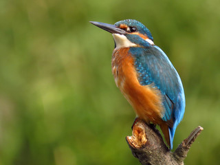 Common Kingfisher (Alcedo atthis) european kingfisher bird in natural habitat, close up photo with blurry background