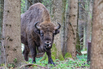 Fototapeta premium Bison in the forest in the Bialowieza National Park.