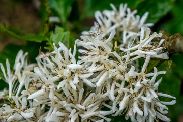 flower of Coffee tree