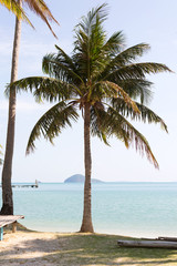 Palm tree on sand beach.