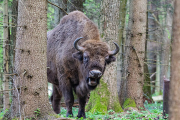 Bison in the forest in the Bialowieza National Park.