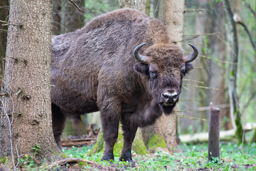 Bison in the forest in the Bialowieza National Park.