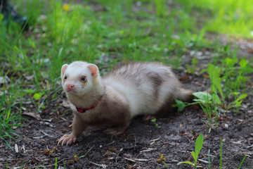 Cute ferret with red collar summer walking in the grass in the park