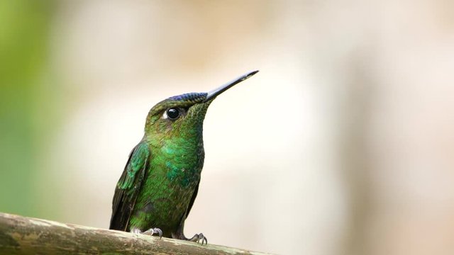Hummingbird perching, slow motion. In montane rainforest near Rio Quijos, Baeza, on the Amazonian slopes of the Andes in Ecuador.