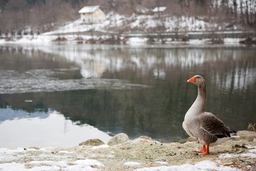 Geese near lake in winter