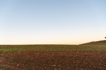 Early stage tobacco plantation