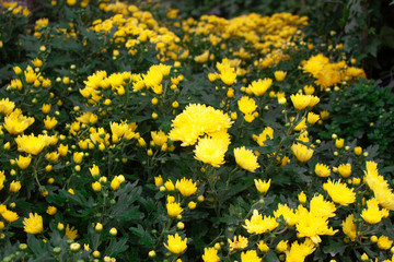 Yellow Chrysanthemum with green leave are growing.