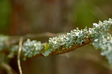 Lichen on a branch