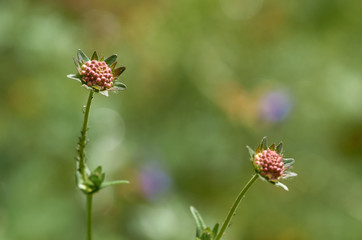 The flower buds