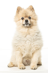 Obraz premium pomeranian dog isolated on white background