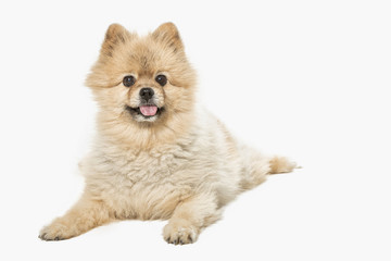 Obraz premium pomeranian/kleinpitz dog