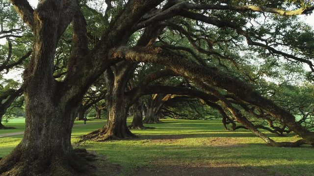 Southern live Oaks  Louisiana USA