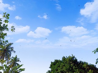 Open Sky and flying birds