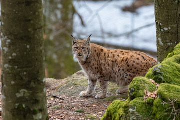 Lynxes in the Bavarian Forest, Germany.