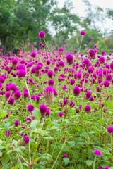 Amaranth flower blooming on the field.