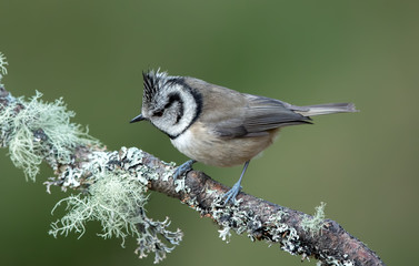 Crested Tit Perched on Branch