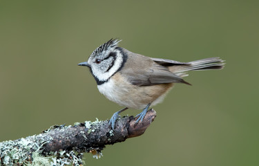 Obraz premium Crested Tit Perched on Branch