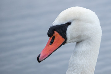portrait of a swan