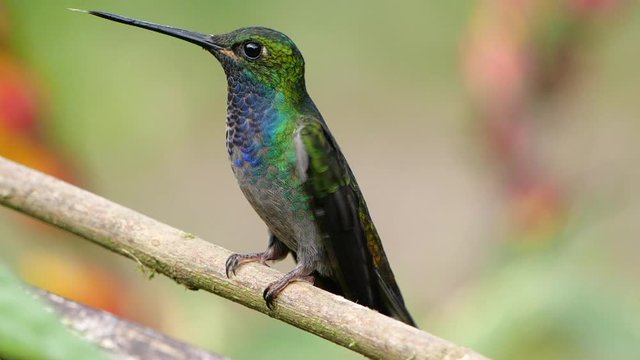 White-tailed Hillstar Hummingbird (Urochroa leucura) lands on perch in slow motion. In montane rainforest near Rio Quijos, Baeza, on the Amazonian slopes of the Andes in Ecuador.