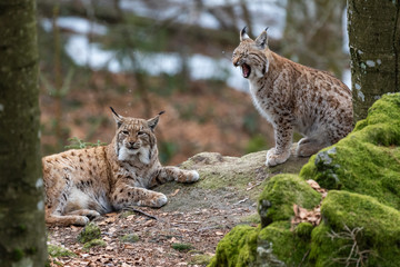 Lynxes in the Bavarian Forest, Germany.