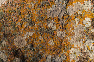 Yellow moss at the gray stone