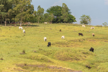 Extensive beef cattle rearing in southern Brazil
