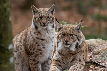 Lynxes in the Bavarian Forest, Germany.