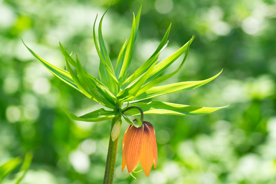 Close up of Fritillaria imperialis or 'Rubra' - exotic flofer in spring garden.