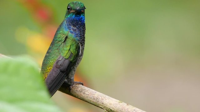 White-tailed Hillstar Hummingbird (Urochroa leucura) flies from perch in slow motion. In montane rainforest near Rio Quijos, Baeza, on the Amazonian slopes of the Andes in Ecuador.
